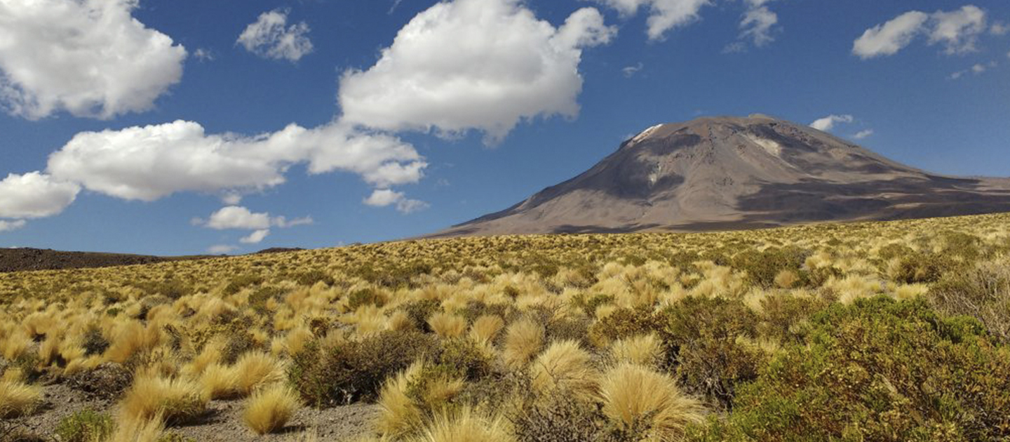 Estudio en madrigueras busca conocer la evolución de la vida en Atacama –  Facultad de Ciencias Biológicas