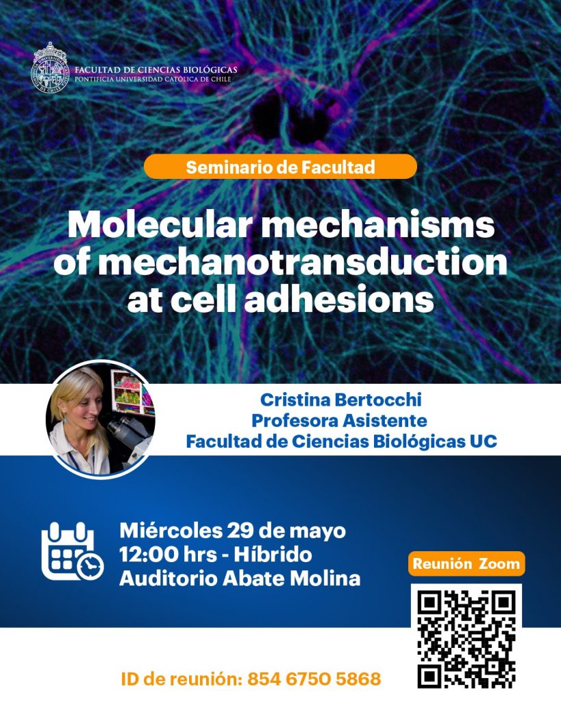 Molecular Mechanisms Of Mechanotransduction At Cell Adhesions ...